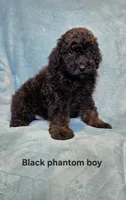 Black phantom boy, a male Poodle - Miniature  for sale in Canton, TX – 2 of 5