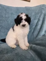 REDUCED for this weekend , a male Poodle - Miniature  for sale in Canton, TX – 4 of 6