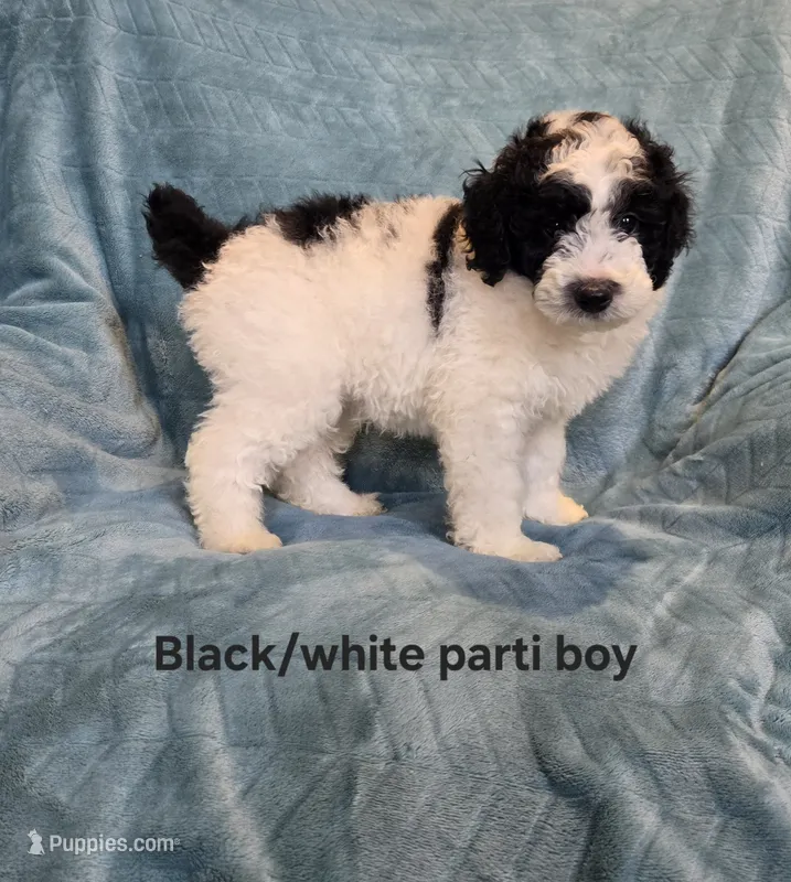Black/white parti boy – Poodle - Miniature  puppy for sale in Canton, TX