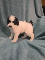 Black/white parti boy, a male Poodle - Miniature  for sale in Canton, TX – 2 of 5
