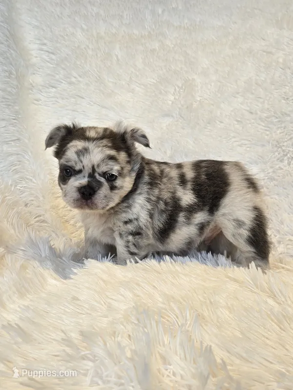 Fluffy blue merle boy  – French Bulldog puppy for sale in Canton, TX