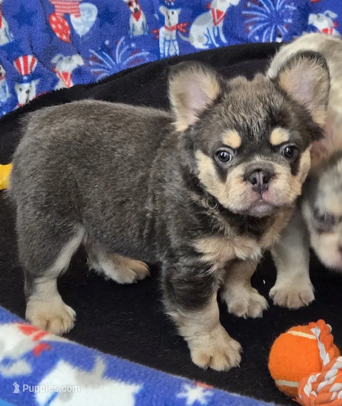 Fluffy blue/tan boy – French Bulldog puppy for sale in Canton, TX