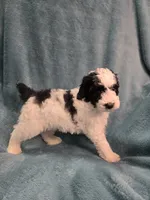 Black/white parti boy, a male Poodle - Miniature  for sale in Canton, TX – 3 of 5