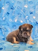 Fluffy Blue trindle girl , a female French Bulldog for sale in Canton, TX – 3 of 3