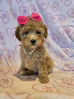 Pink bow girl, a female Miniature Goldendoodle for sale in Canton, TX – Photo 1 of 4