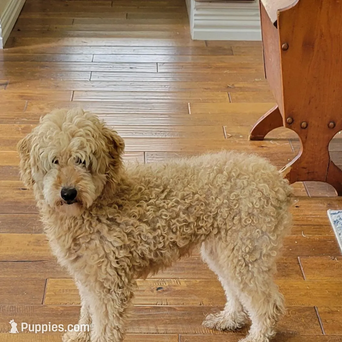 Pink bow girl, a female Miniature Goldendoodle for sale in Canton, TX – Photo 3 of 4