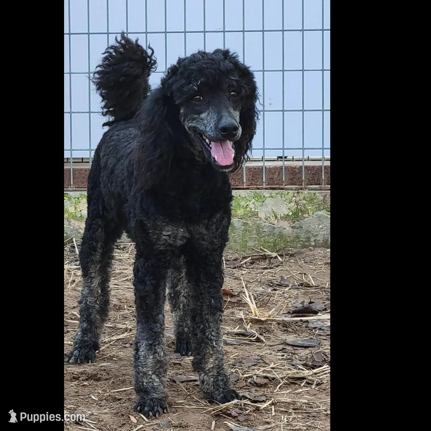 Pink bow girl, a female Miniature Goldendoodle for sale in Canton, TX – Photo 4 of 4
