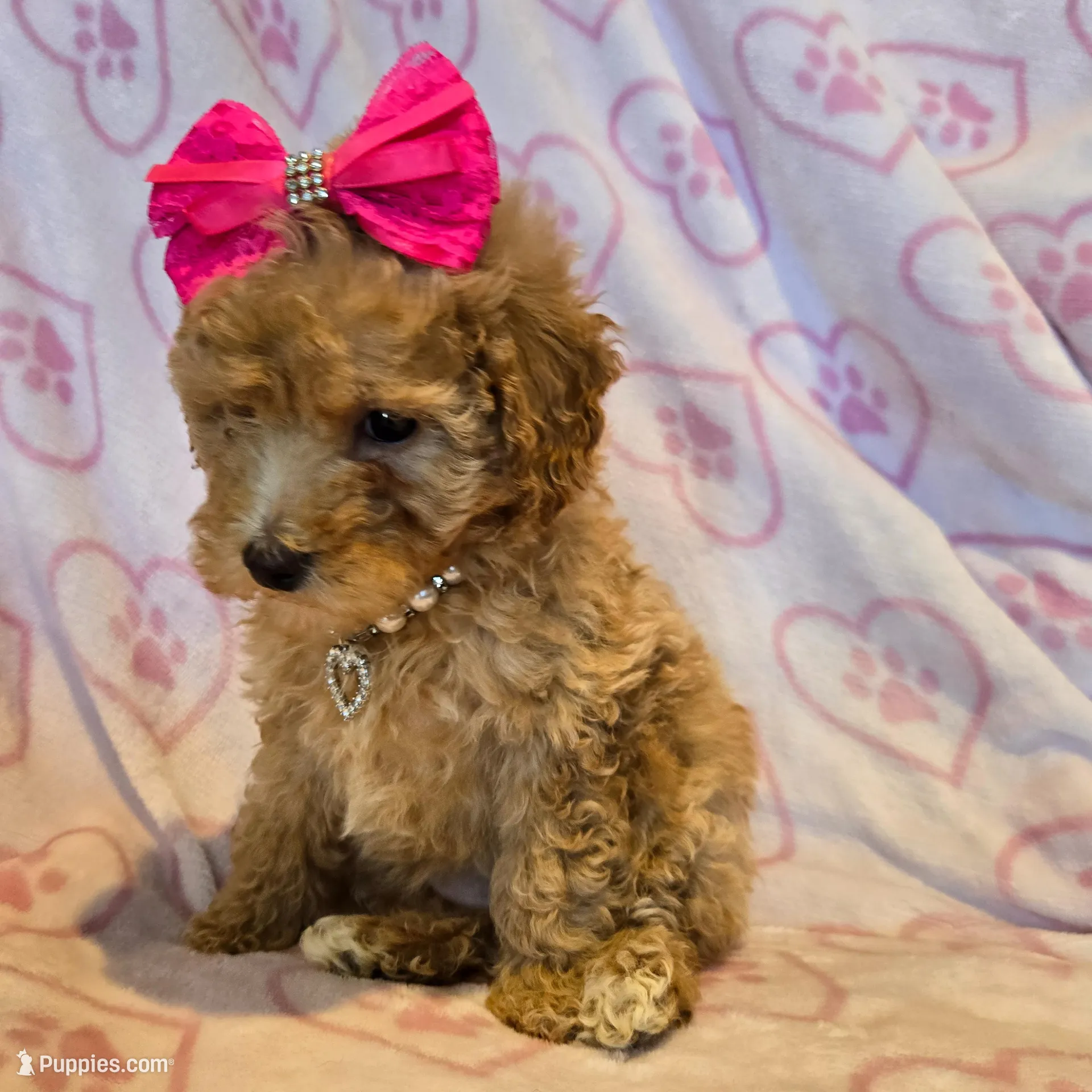 Pink bow girl, a female Miniature Goldendoodle for sale in Canton, TX – Photo 2 of 4