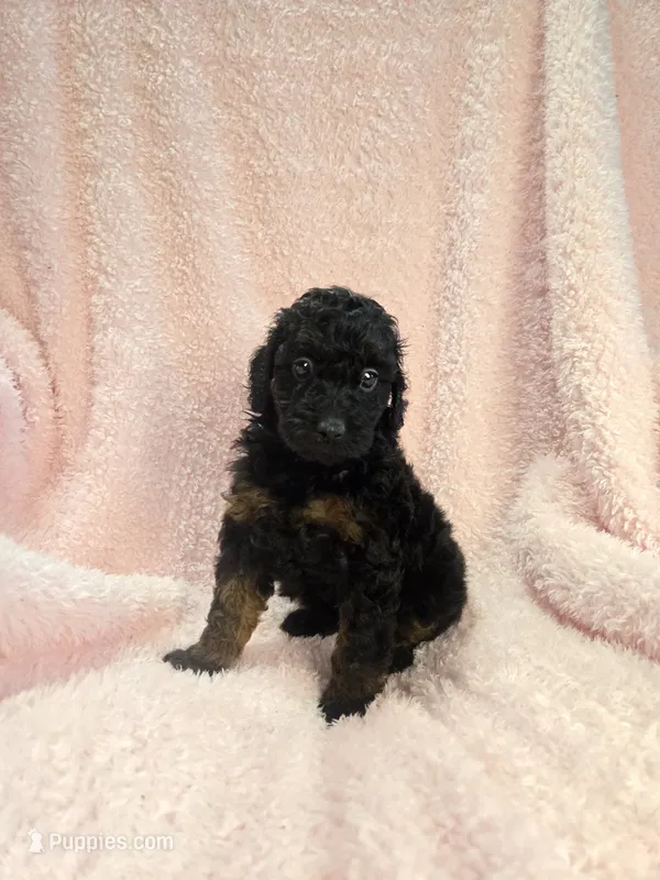 Black phantom girl  – Poodle - Miniature  puppy for sale in Canton, TX