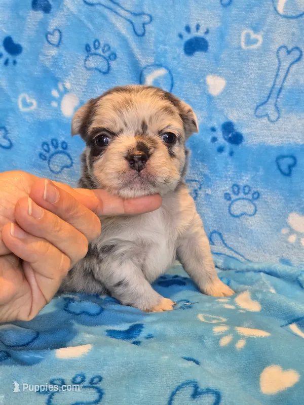 Fluffy blue merle boy  – French Bulldog puppy for sale in Canton, TX