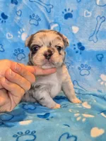 Fluffy blue merle boy , a male French Bulldog for sale in Canton, TX – 1 of 3