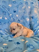 Fluffy lilac merle boy , a male French Bulldog for sale in Canton, TX – 2 of 3