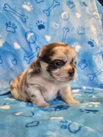 Fluffy blue merle boy , a male French Bulldog for sale in Canton, TX – 2 of 3