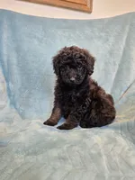 Small black phantom male , a male Poodle - Miniature  for sale in Canton, TX – 3 of 5