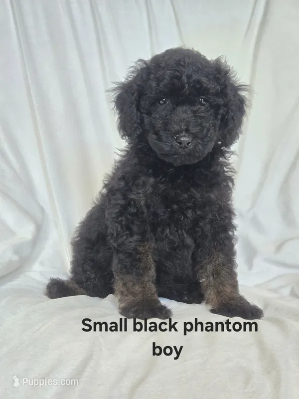 Small black phantom male  – Poodle - Miniature  puppy for sale in Canton, TX