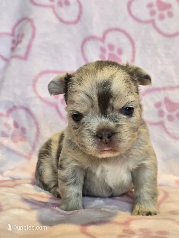 Fluffy lilac merle girl – French Bulldog puppy for sale in Canton, TX