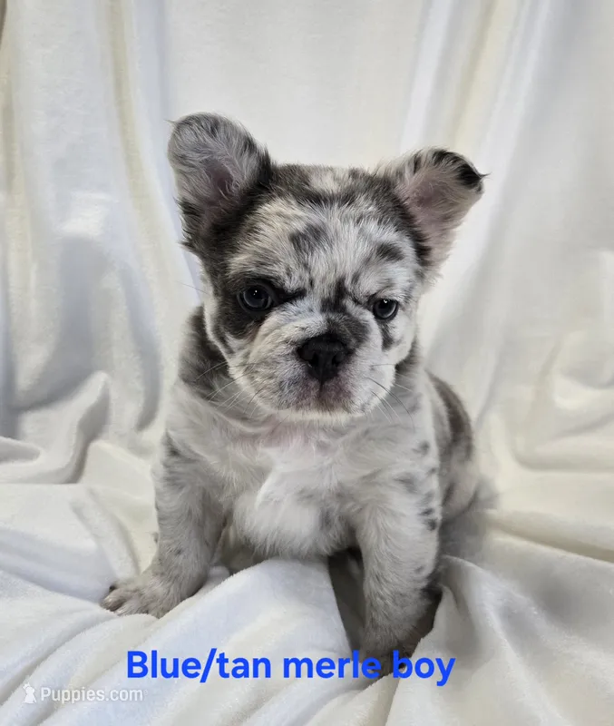 Fluffy blue merle boy  – French Bulldog puppy for sale in Canton, TX