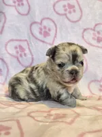 Fluffy lilac merle girl, a female French Bulldog for sale in Canton, TX – 2 of 3