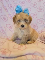 Blue bow girl, a female Goldendoodle and Miniature Goldendoodle for sale in Canton, TX – Photo 1 of 4