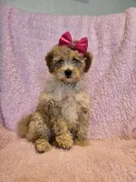 Pink bow girl, a female Goldendoodle and Miniature Goldendoodle for sale in Canton, TX – Photo 3 of 7