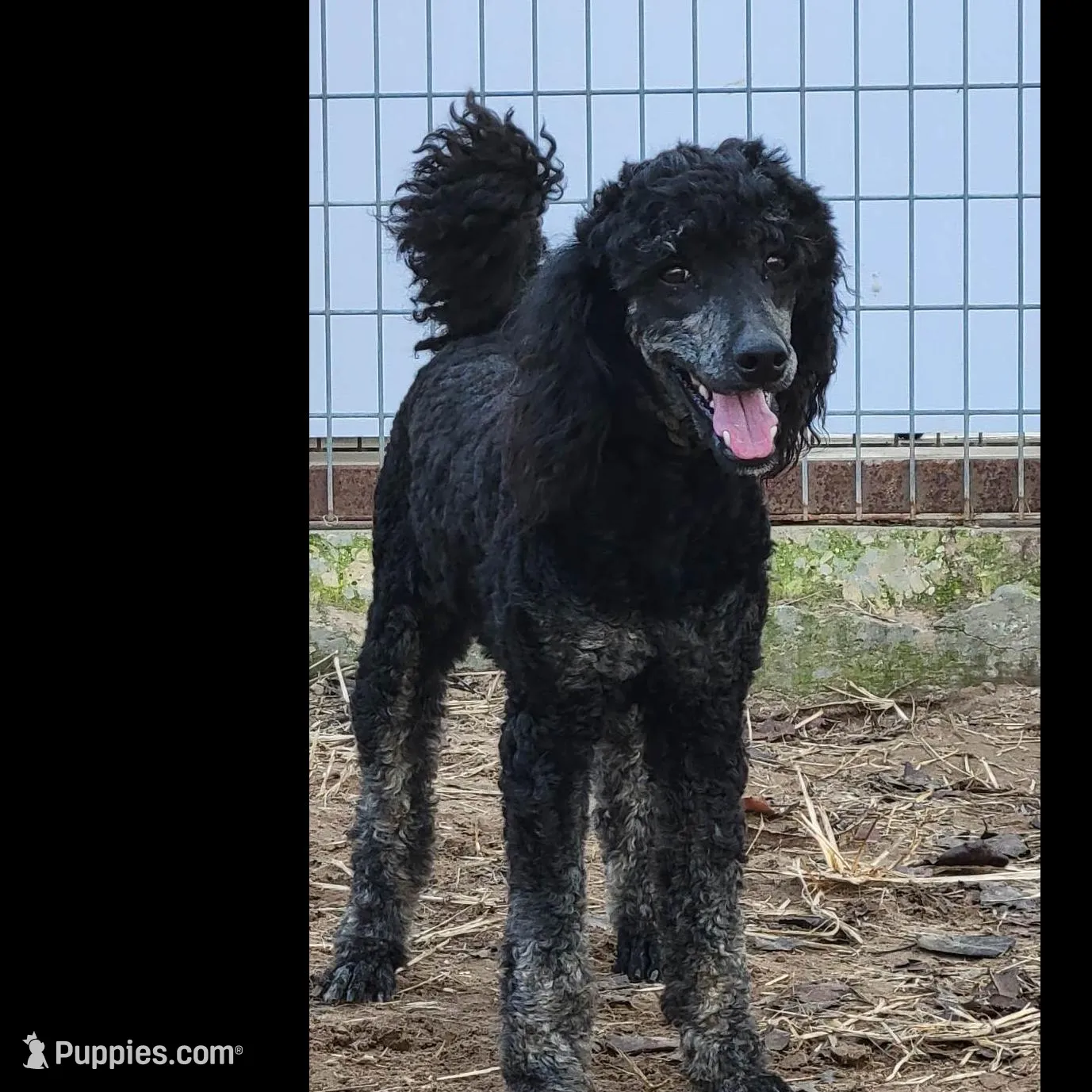 Blue bow girl, a female Goldendoodle and Miniature Goldendoodle for sale in Canton, TX – Photo 4 of 4