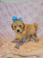 Blue bow girl, a female Goldendoodle and Miniature Goldendoodle for sale in Canton, TX – Photo 2 of 4