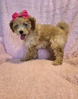 Pink bow girl, a female Goldendoodle and Miniature Goldendoodle for sale in Canton, TX – Photo 2 of 7