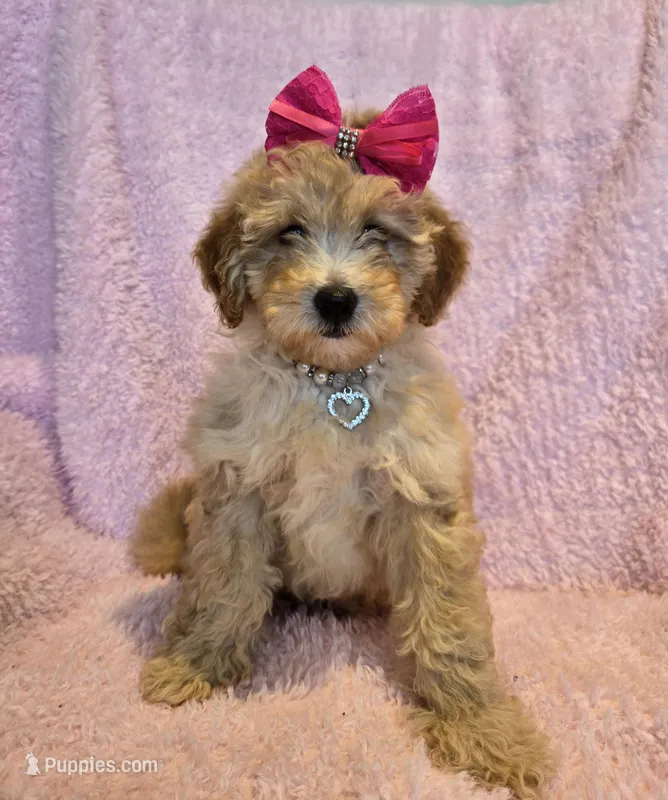 Pink bow girl – Goldendoodle, Miniature Goldendoodle puppy for sale in Canton, TX