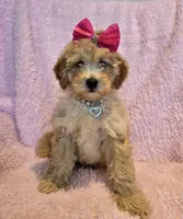 Pink bow girl, a female Goldendoodle and Miniature Goldendoodle for sale in Canton, TX – Photo 1 of 7