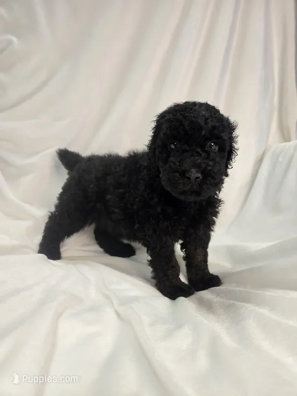 Black boy – Poodle - Miniature  puppy for sale in Canton, TX
