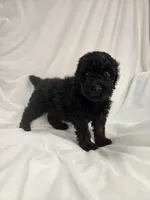 Black boy, a male Poodle - Miniature  for sale in Canton, TX – 1 of 5