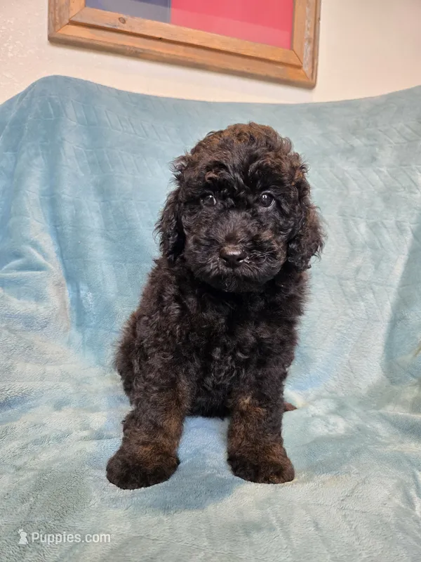 Black phantom boy – Poodle - Miniature  puppy for sale in Canton, TX