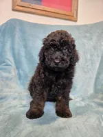 Black phantom boy, a male Poodle - Miniature  for sale in Canton, TX – 1 of 5