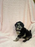 Phantom merle girl, a female Poodle - Miniature  for sale in Canton, TX – 3 of 6
