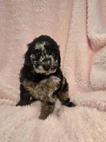 Phantom merle girl, a female Poodle - Miniature  for sale in Canton, TX – 4 of 6