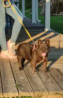 Fluffy blue merle boy , a male French Bulldog for sale in Canton, TX – 4 of 5