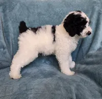 REDUCED for this weekend , a male Poodle - Miniature  for sale in Canton, TX – 3 of 6
