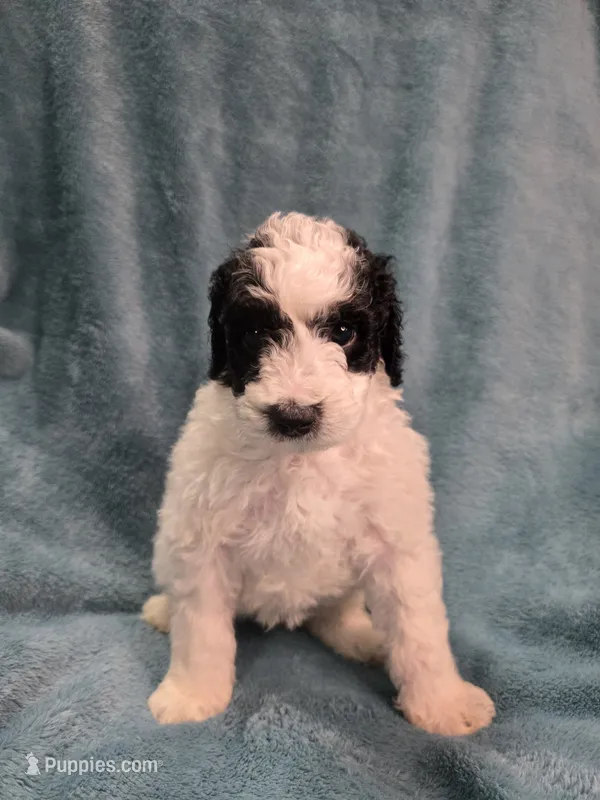 Black/white parti boy – Poodle - Miniature  puppy for sale in Canton, TX