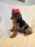 Phantom merle girl , a female Poodle - Miniature  for sale in Canton, TX – 3 of 4