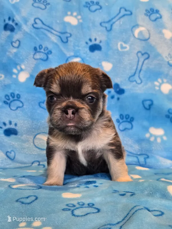Fluffy Blue trindle girl  – French Bulldog puppy for sale in Canton, TX