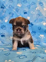 Fluffy Blue trindle girl , a female French Bulldog for sale in Canton, TX – 1 of 3