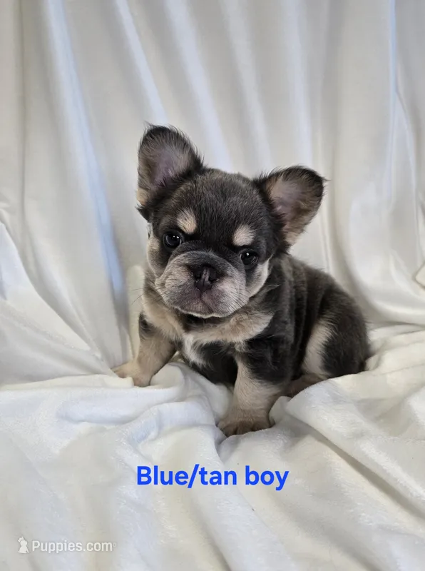 Fluffy blue/tan boy – French Bulldog puppy for sale in Canton, TX