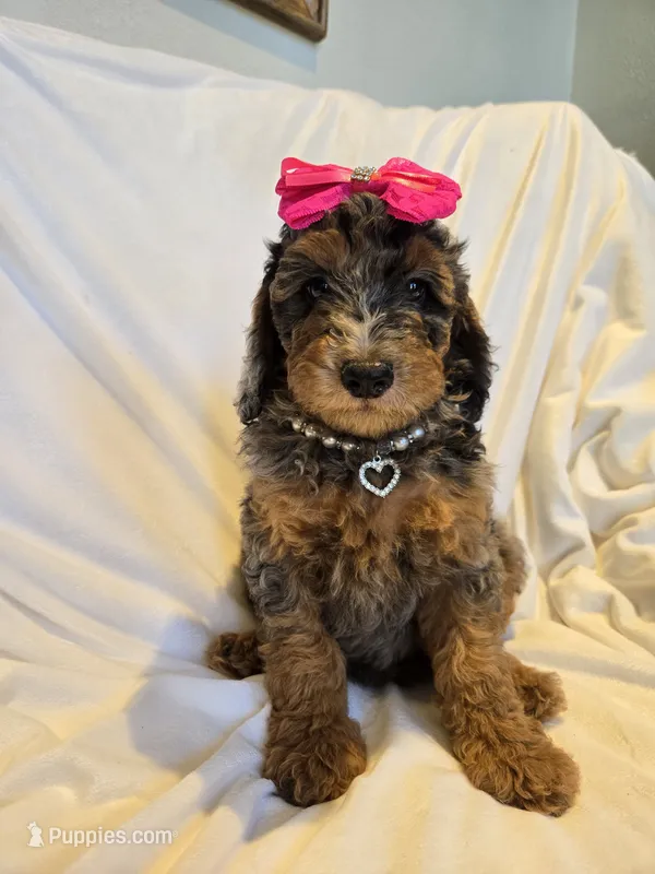 Phantom merle girl  – Poodle - Miniature  puppy for sale in Canton, TX