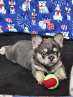 Blue/tan Fluffy boy JUST REDUCED, a male French Bulldog for sale in Canton, TX – 3 of 5