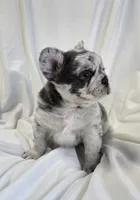 Fluffy blue merle boy , a male French Bulldog for sale in Canton, TX – 3 of 5