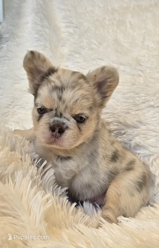 Fluffy lilac merle boy  – French Bulldog puppy for sale in Canton, TX