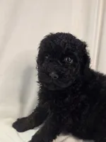 Black boy, a male Poodle - Miniature  for sale in Canton, TX – 3 of 5