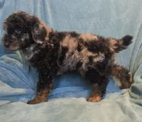 Blue eyed merle phantom , a male Poodle - Miniature  for sale in Canton, TX – 3 of 3
