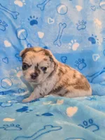 Fluffy blue merle boy , a male French Bulldog for sale in Canton, TX – 3 of 3