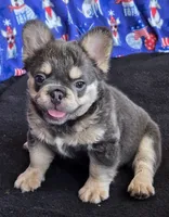 Blue/tan Fluffy boy JUST REDUCED, a male French Bulldog for sale in Canton, TX – 2 of 5